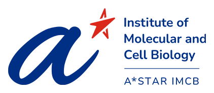 A*STAR Institute of Molecular and Cell Biology logo